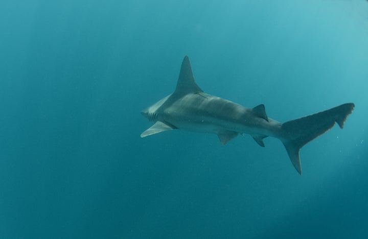 On March 16, 2016, Oceana went shark tagging off the coast of Miami, Florida with Dr. Austin Gallagher and Beneath the Waves.