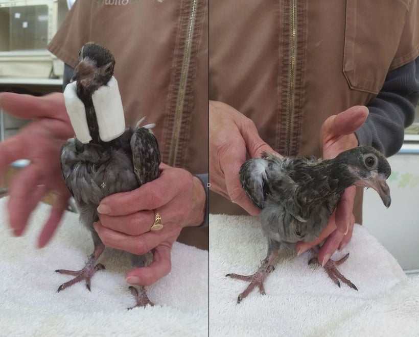Day 4 (trying a different splint design using a trimmed toilet paper roll). The bird can already somewhat hold her head up.