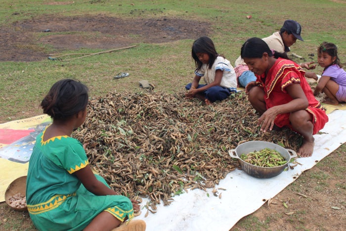 <em>Shelling the bean harvest is a family activity, a part of the daily life in the village. (Tracy L. Barnett)</em>