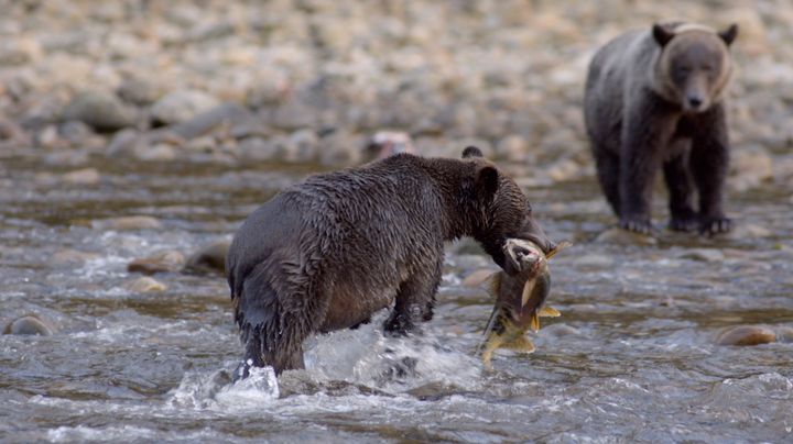 Grizzly catching salmon in the Great Bear Rainforest