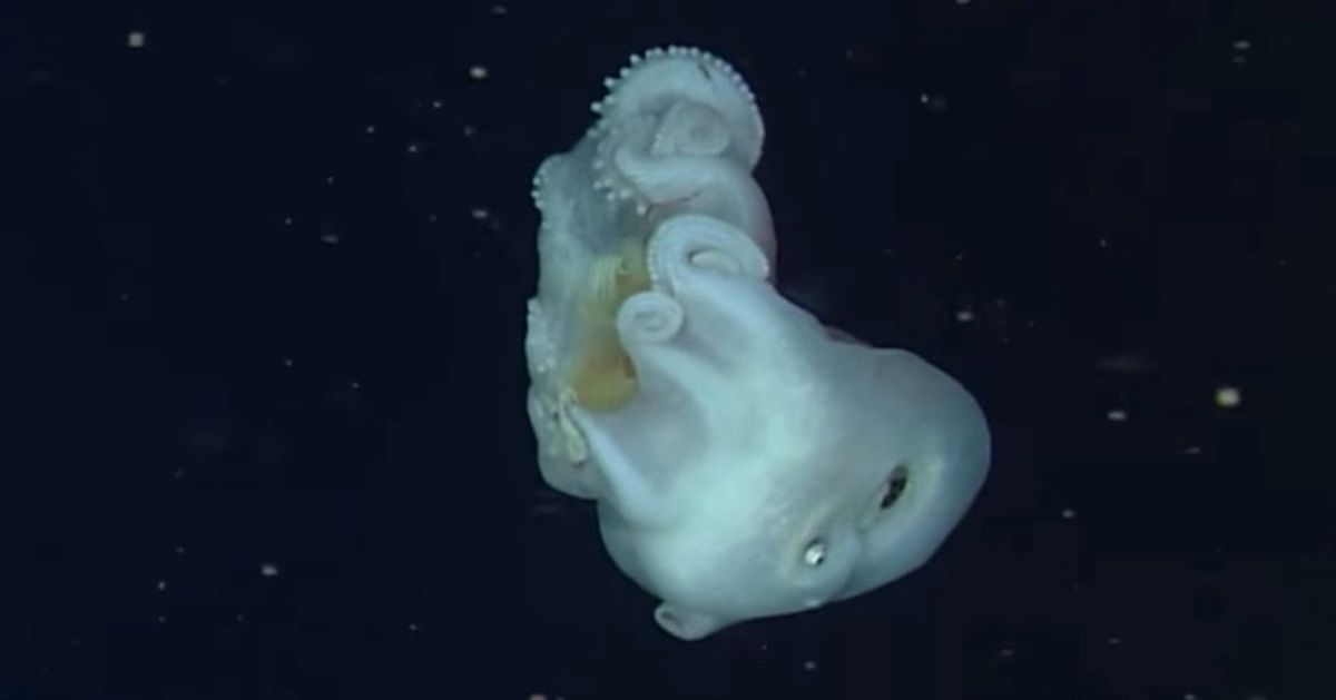 One Of The World's Most Mysterious Octopuses Has Been Caught On Video ...