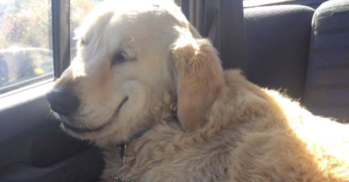 Super Chilled Dog Comes Out Of Vets With Huge Smile On Face (And The ...