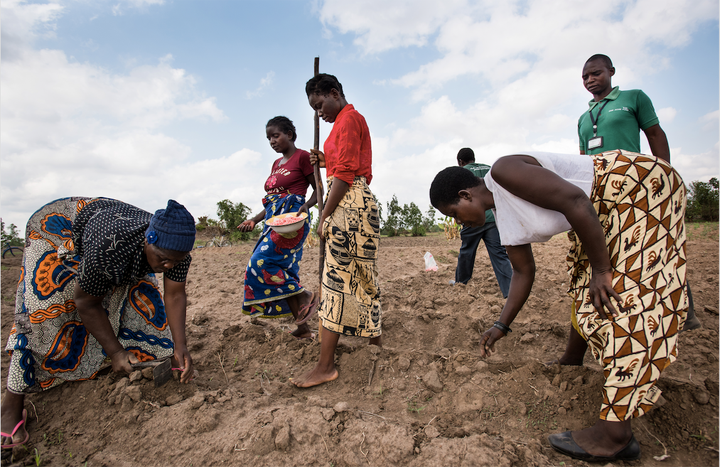 A group of smallholder farmers in Malawi plant their crops.