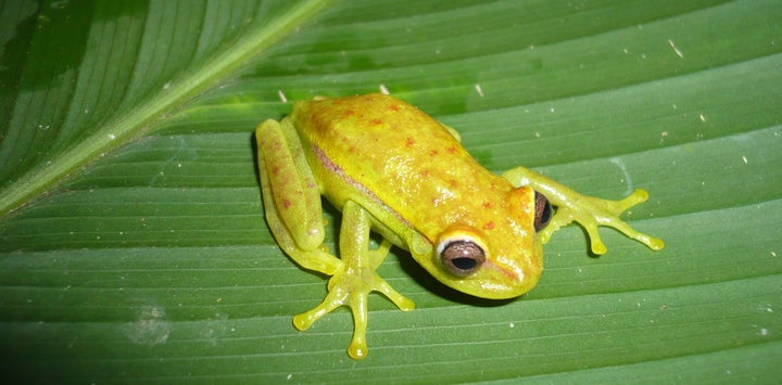 A male Hypsiboas punctatus frog in daylight.