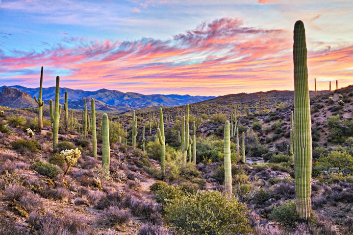 One border proposal includes planting cacti to keep crossers out.