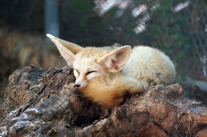 One proposal for a border barrier would include fennec foxes to aid security forces.