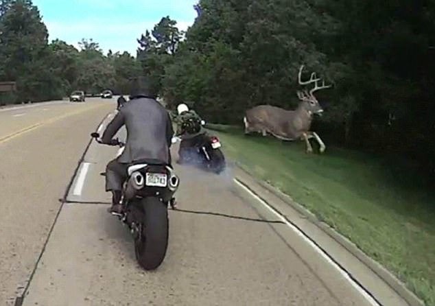 Oh Deer Huge Buck Leaps Over Motorcyclist In Heart 