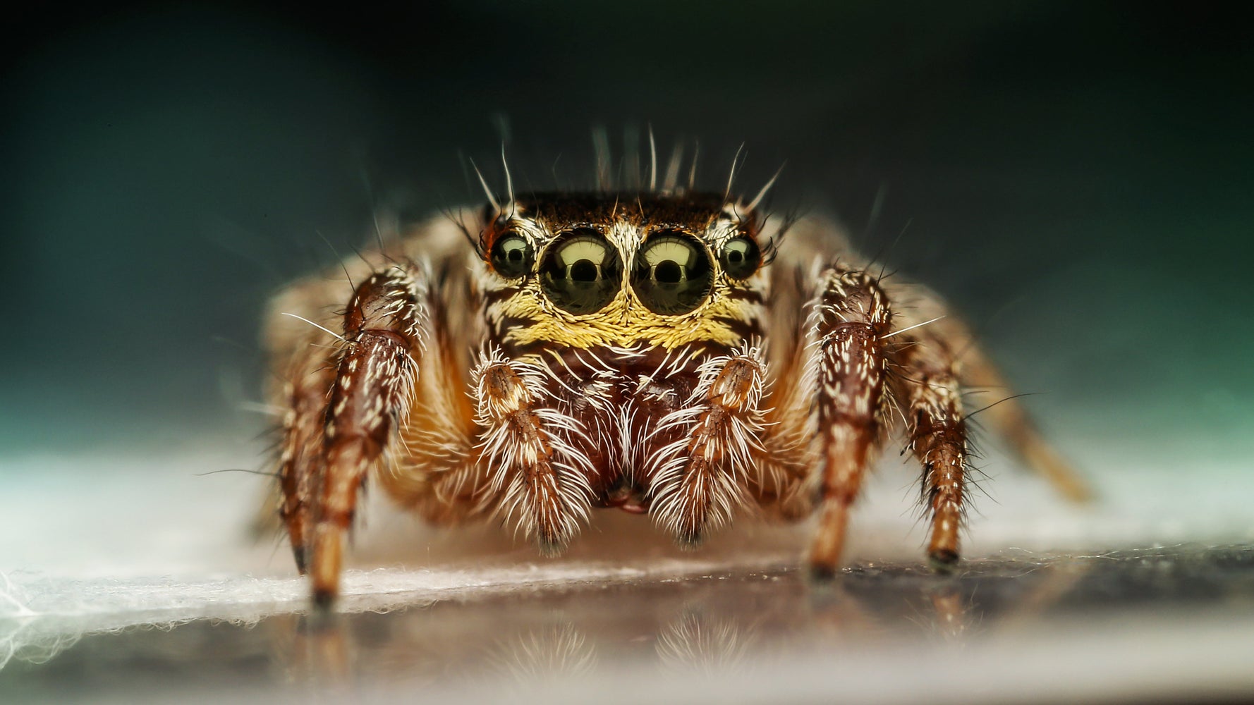 If Spiders Ate Humans, They Could Eat Us All In One Year | HuffPost