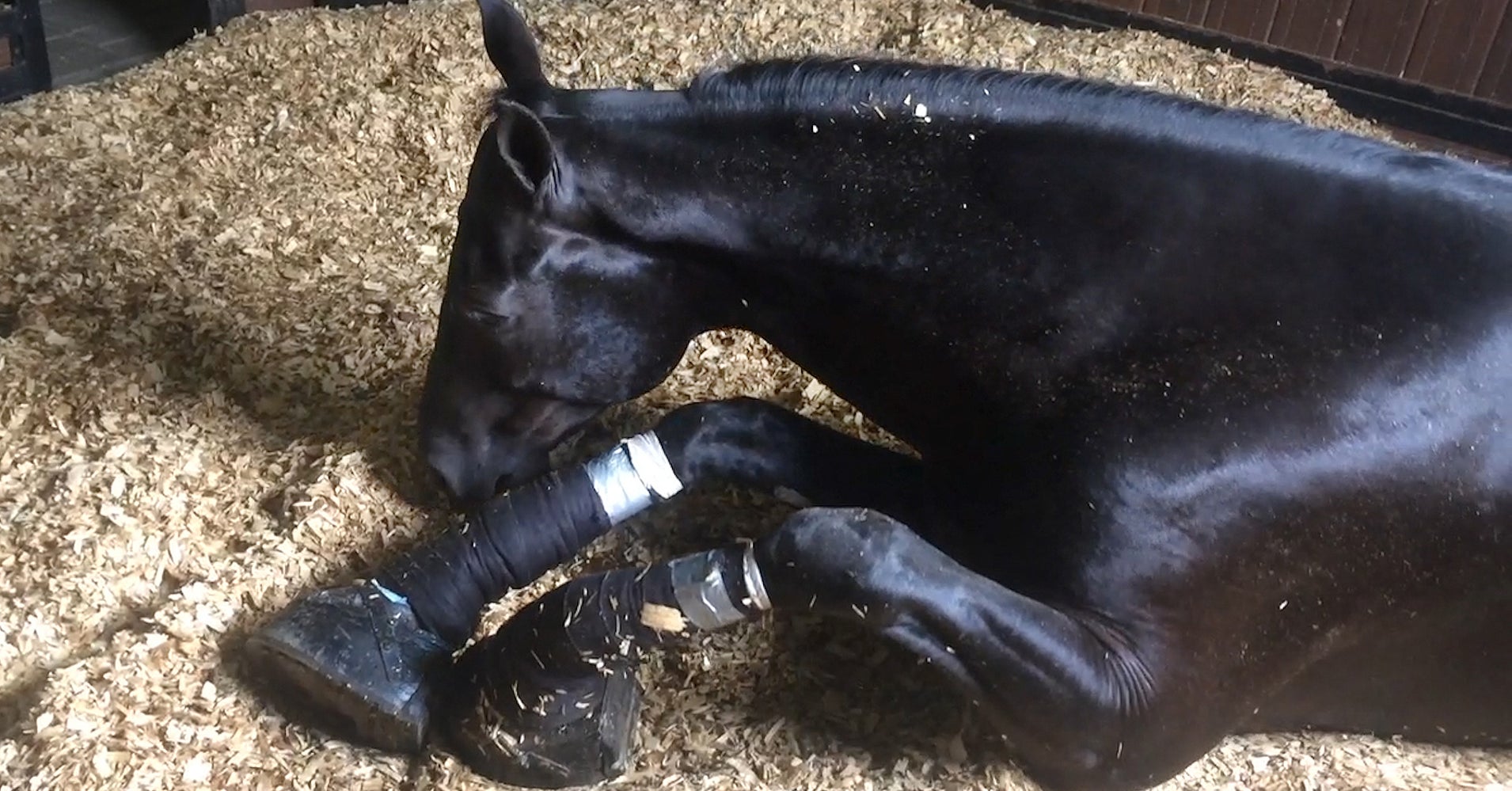 Tell Congress To End Abuse Of Tennessee Walking Horses HuffPost