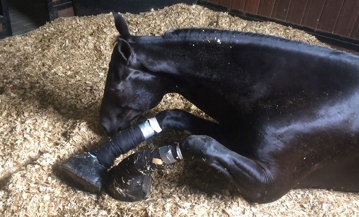 A Tennessee Walking Horse lies in pain after being sored with caustic chemicals. 