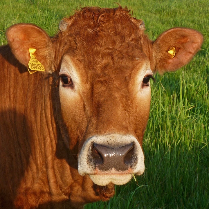 a cow