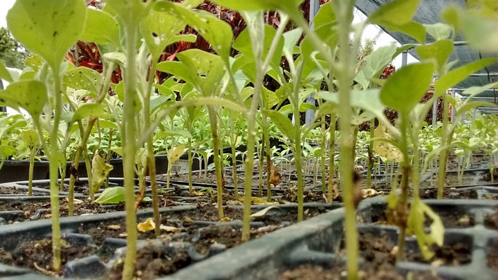 <p>Crops at the Ministry of Agriculture site in Vanuatu.</p>
