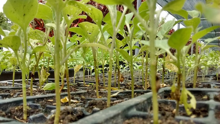 Crops at the Ministry of Agriculture site in Vanuatu.