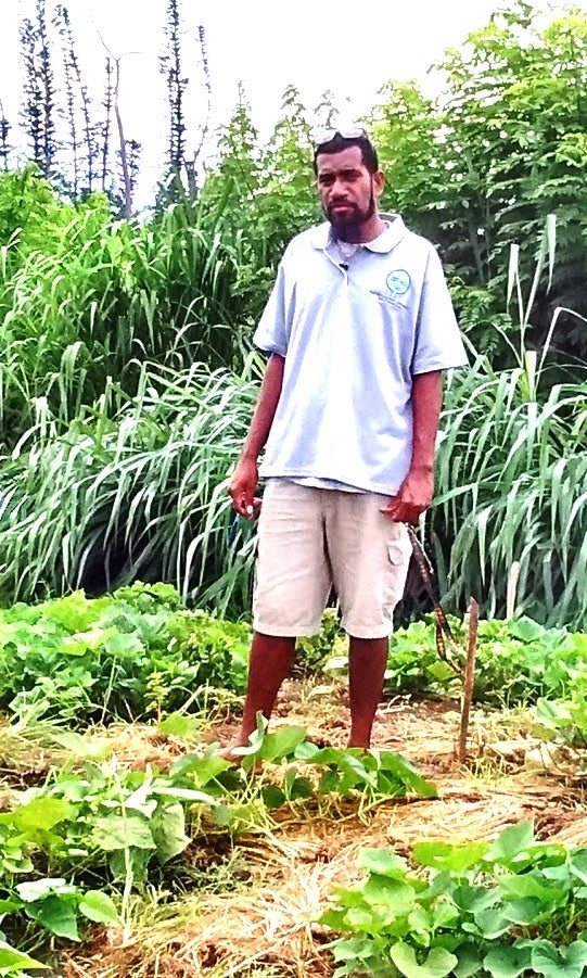 <p>Pakoa Leo standing where the cross breeding of sweet potato is taking place.</p>