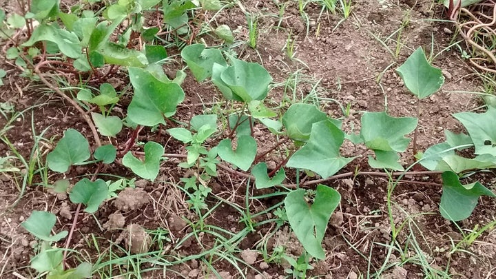 <p>Sweet Potato</p>