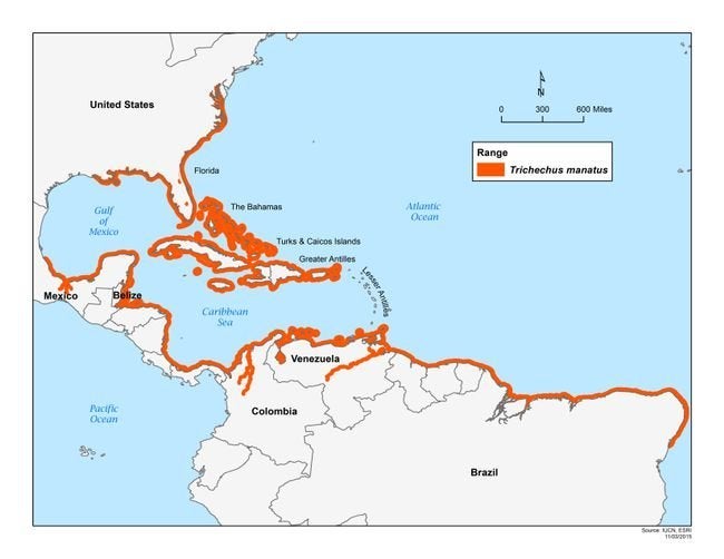 A map of the West Indian manatee’s range.