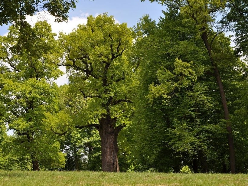 Oak Józef