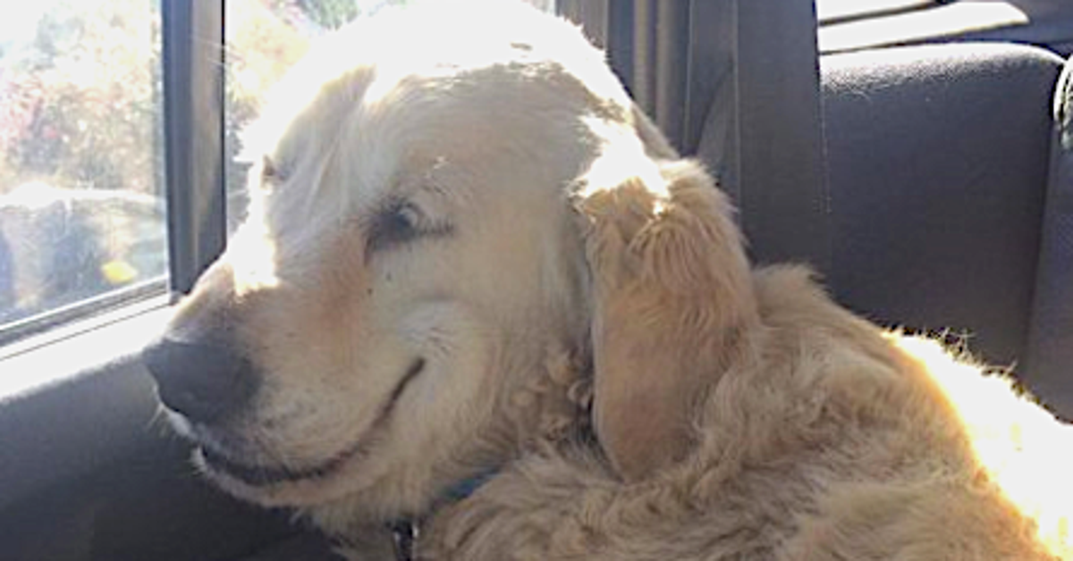 Drugged-Up Dog's Blissful Post-Surgery Smile Melts All Our Hearts ...