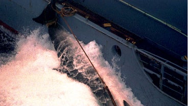 International Convention for the Regulation of Whaling