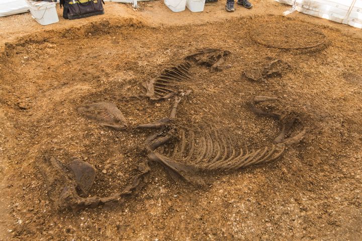 Archaeologists say the inclusion of the horses in the burial was highly unusual 