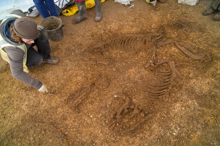 The discovery was made at a new housing development in East Yorkshire 