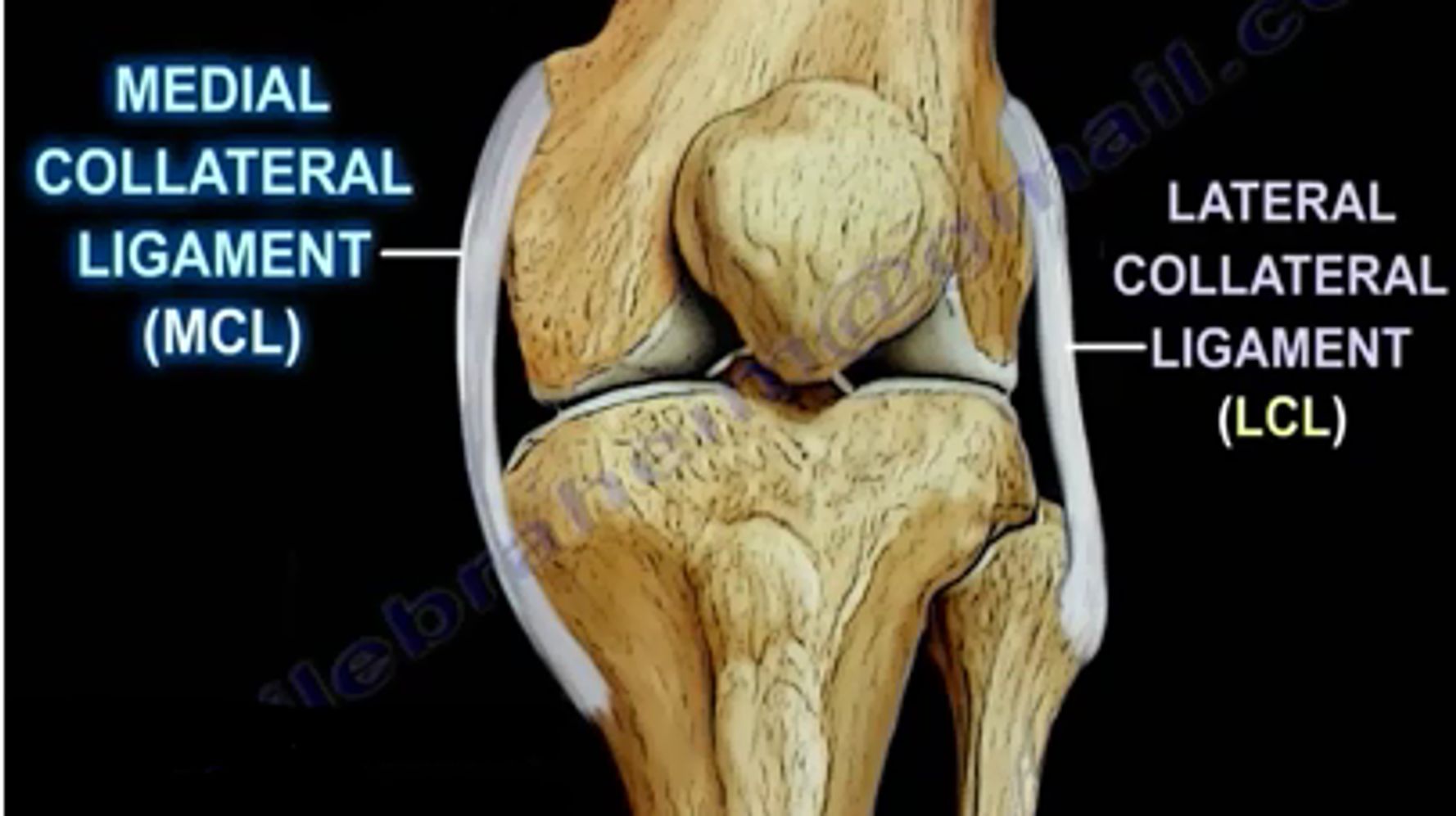 Medial collateral ligament: MedlinePlus Medical Encyclopedia Image