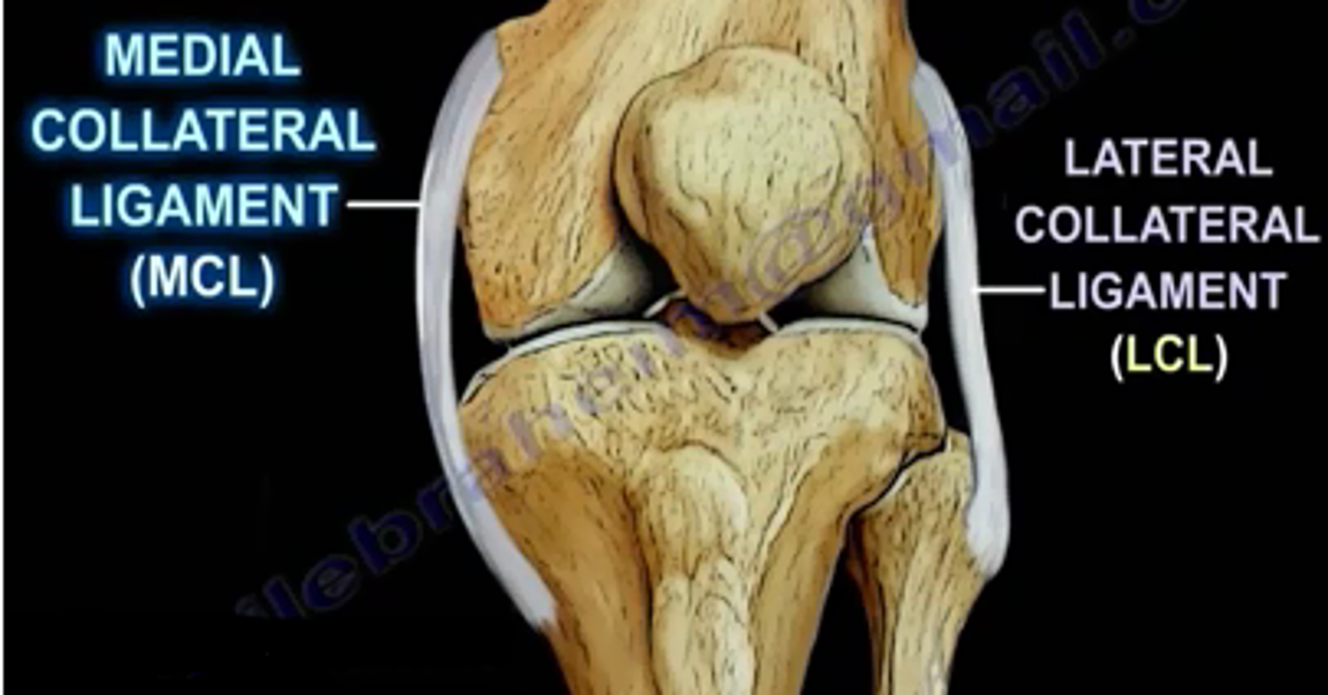 Knee Anatomy Medial View