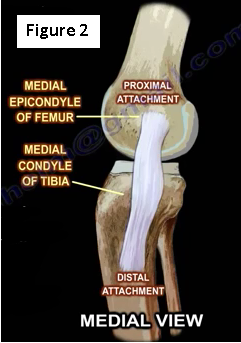 Medial Collateral Ligament Injuries | HuffPost