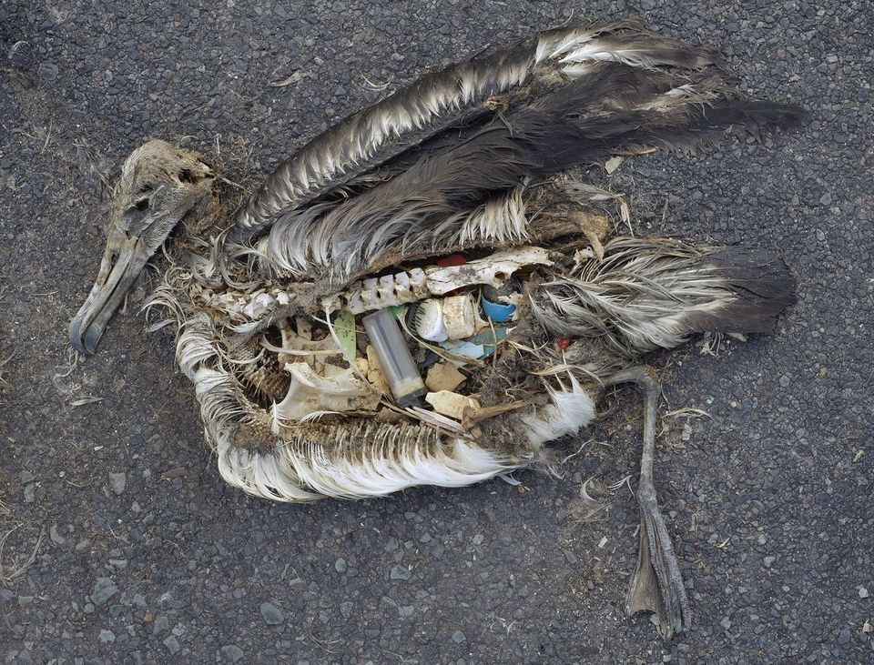 16 fotos desgarradoras de cÃ³mo nuestra basura mata a los