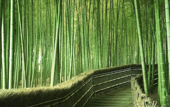 <strong><em>Japan’s Sagano Bamboo Forest</em></strong>