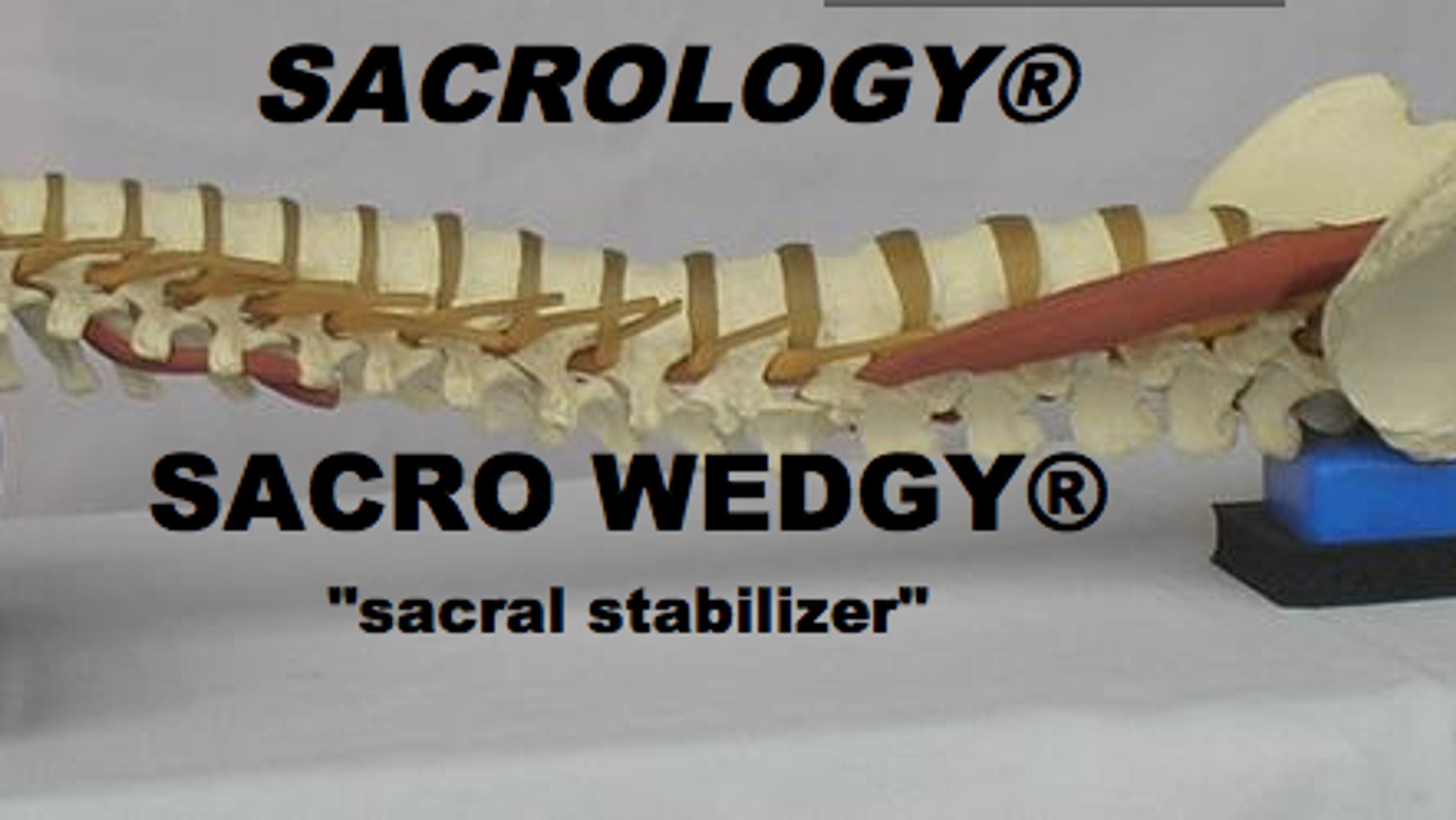 SACRO WEDGY - The Back Aid Sacro Stabilizer - FEMALE
