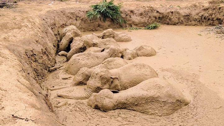 By the time people found the elephants, they had been stuck for at least a couple of days. 