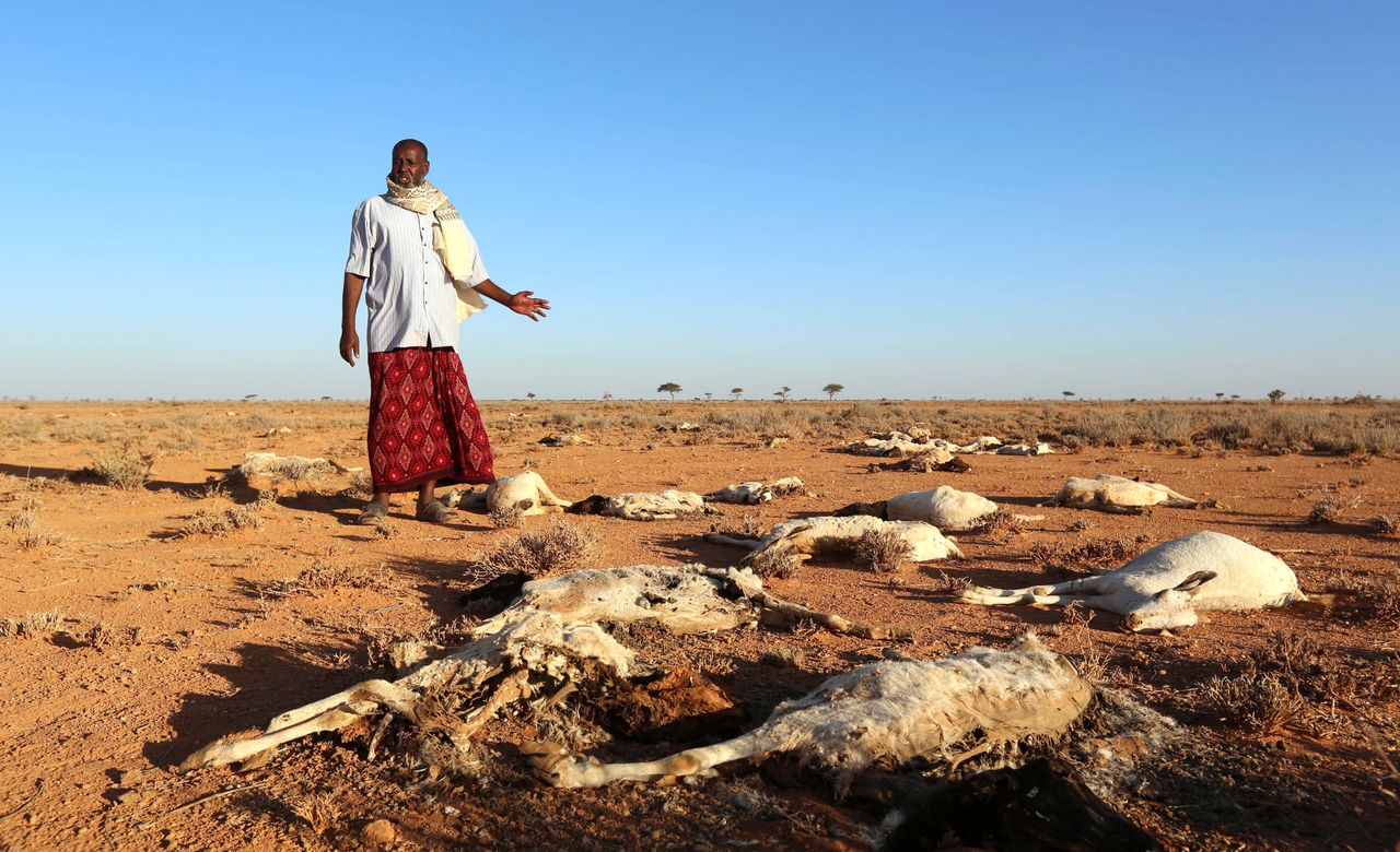 Somalia's drought has killed at least 50 percent of the livestock in some of the worst-hit areas, leaving many families unable to sustain themselves.