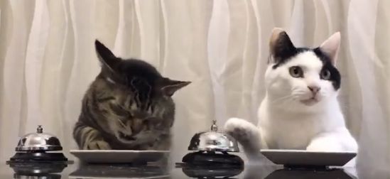 cats ringing bells