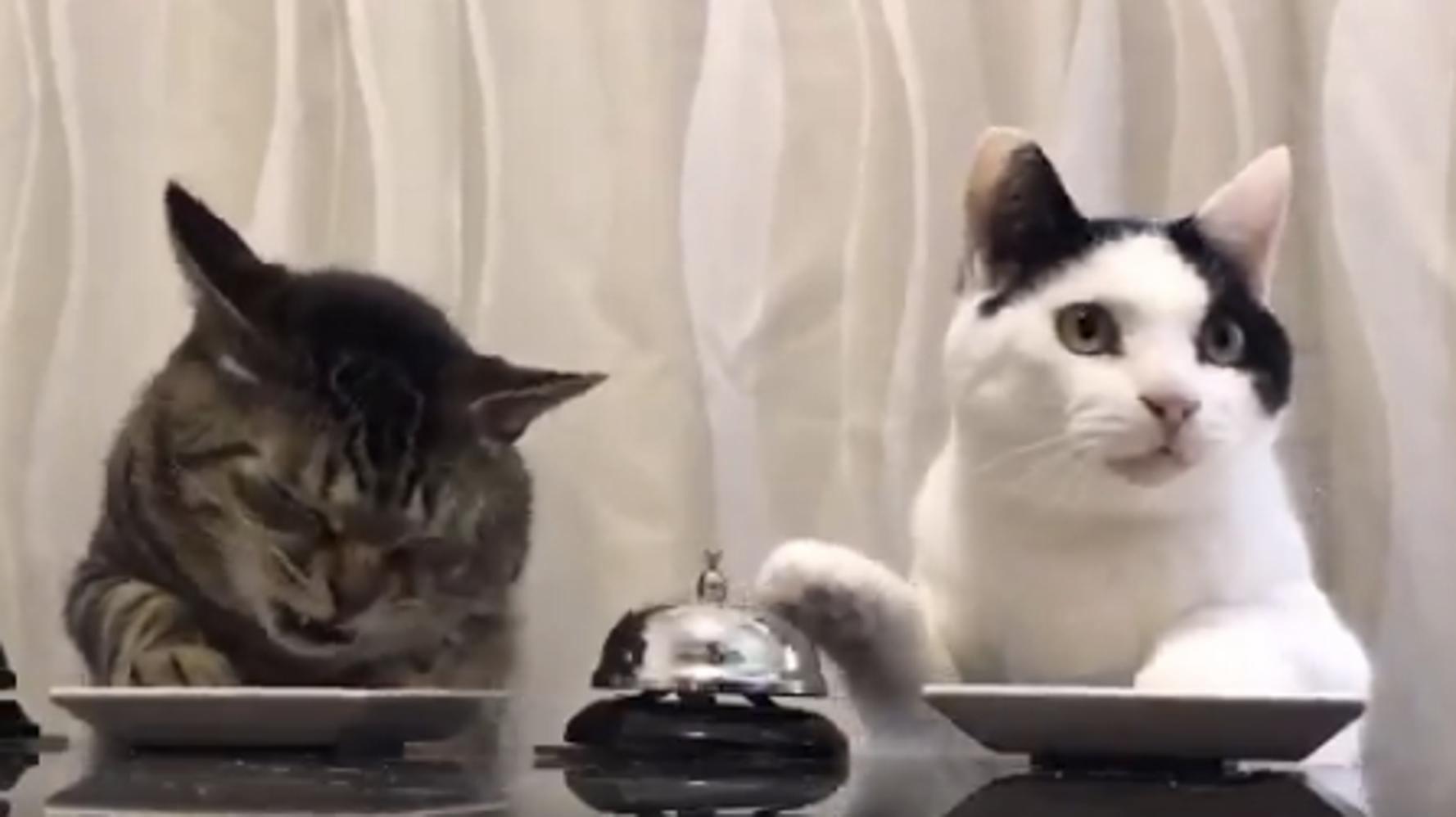 People Are In Love With This Video Of Cats Ringing Bells For Treats Huffpost