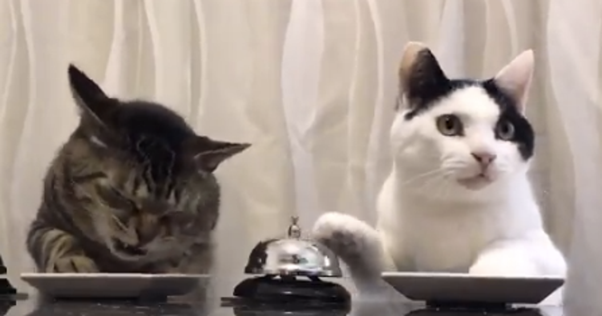 People Are In Love With This Video Of Cats Ringing Bells For Treats ...