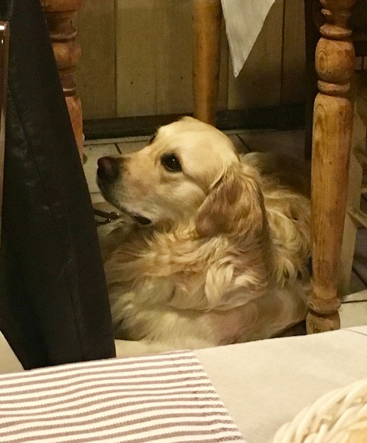 A guest at - or under - the next table at Osteria l’Istriana