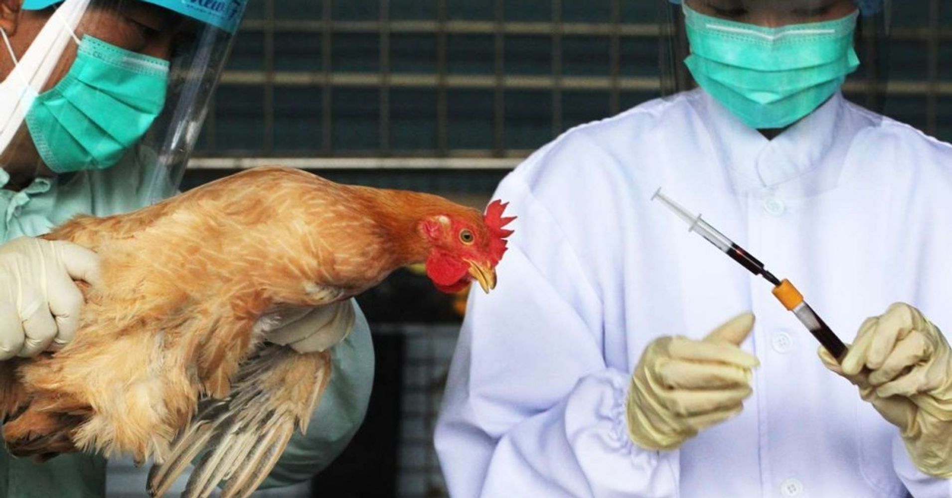 H7N9 Bird Flu Epidemic In China Worst Since 2013 HuffPost