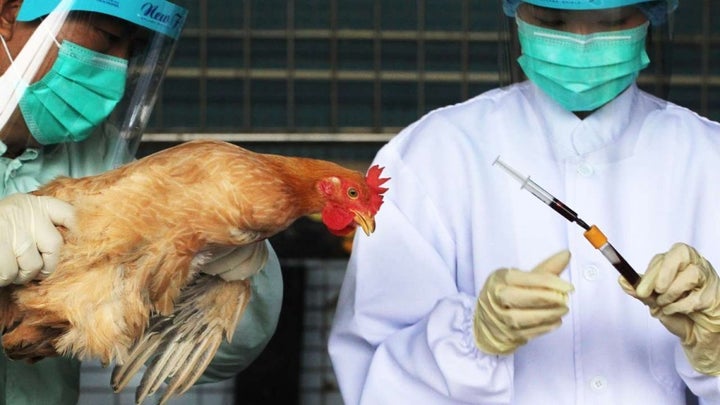 Live poultry imports are checked for bird flu infection 