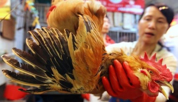 <p>China poultry cull urged to halt spread of bird flu </p>