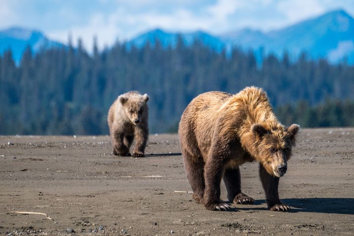 This is not a zoom shot — up-close and personal bear viewing in Lake Clark is what makes this park a standout in terms of wildlife sightings. 