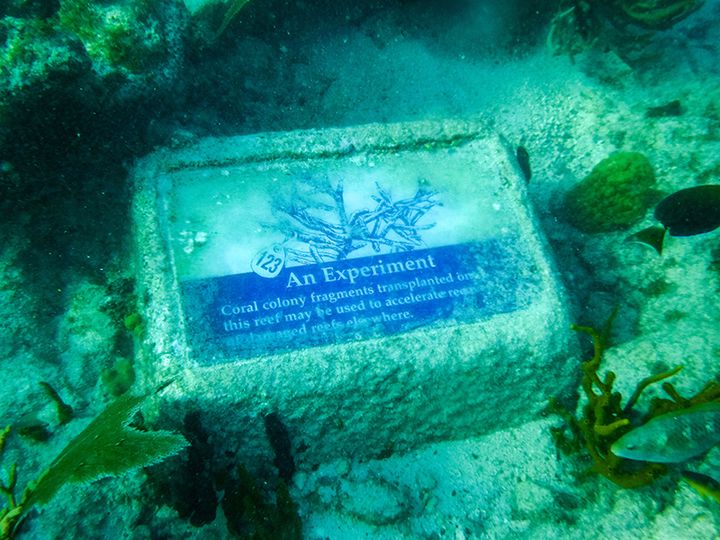 Underwater snorkeling trail in Virgin Islands National Park. 