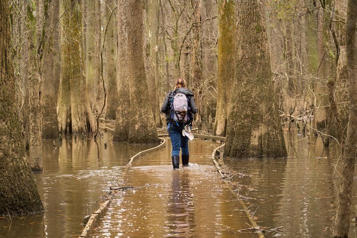 Walking through a flooded Congaree National Park in South Carolina. 