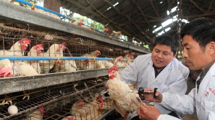 <p>Chinese scientists are independently developing a vaccine for the H7N9 bird flu virus. </p>