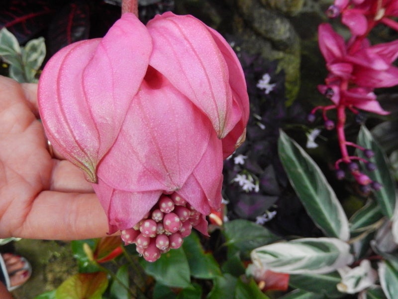 <em>Rihanna competes with international gold medal winning flowers grown on Barbados. One standout is this enormous Fuschia