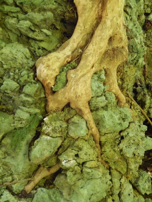 <em>Trees root in the moss covered coral and draw nutrients from it at </em><a rel="nofollow" href="http://www.welchmanhallgu