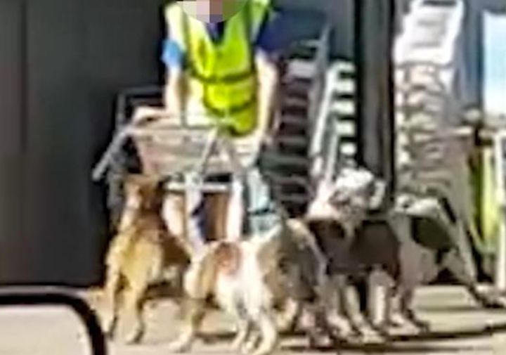 Police shot two dogs dead and their owner was arrested after the animals attacked shoppers in Bolton on Sunday
