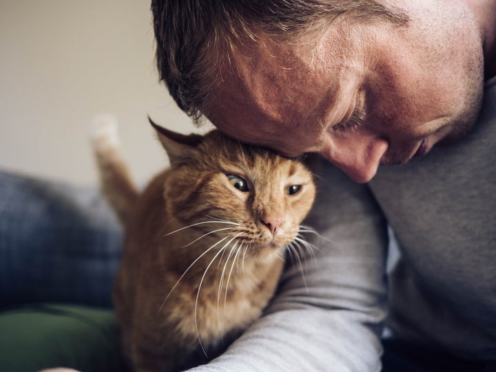 8 Reasons Why Cats Are Better Than Dogs | HuffPost UK Life