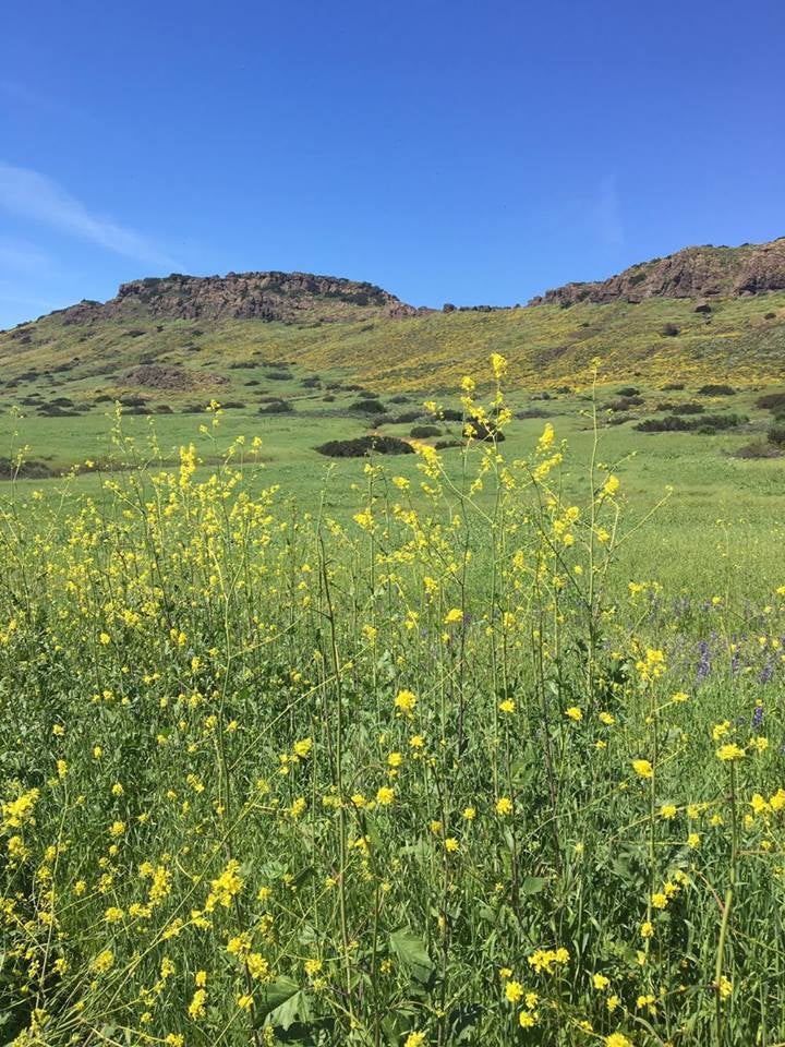 Valleys of wildflowers in Wildwood Park on the way to Paradise Falls