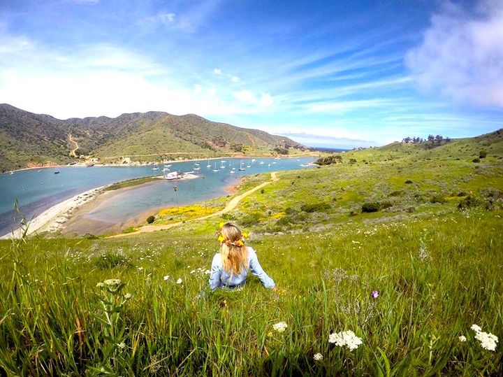 <p>Wildflowers blooming all over Catalina Island!</p>